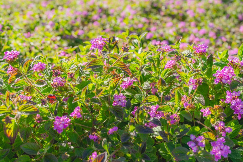 Purple Lantana – Desert Horizon Nursery