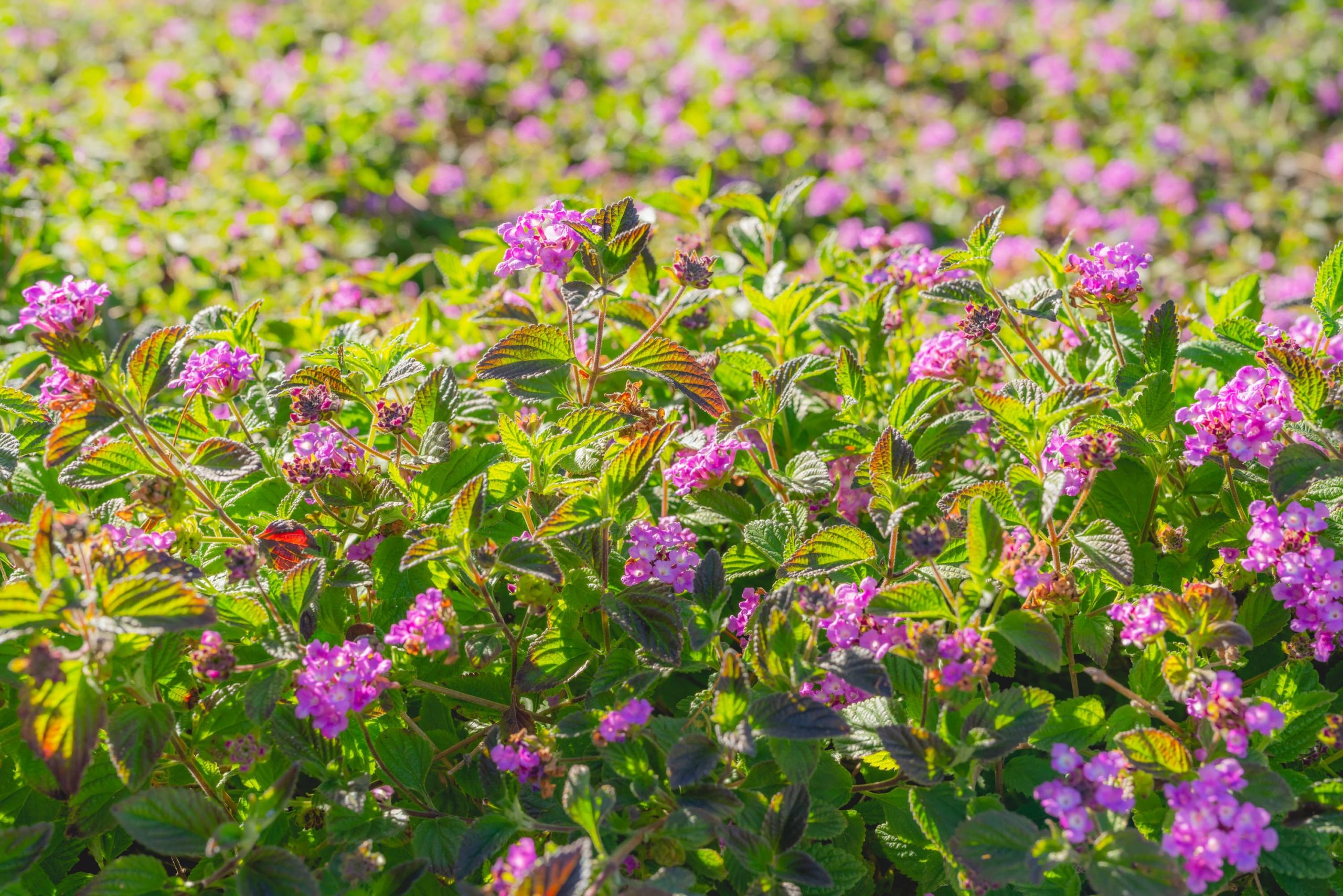 Purple Lantana – Desert Horizon Nursery