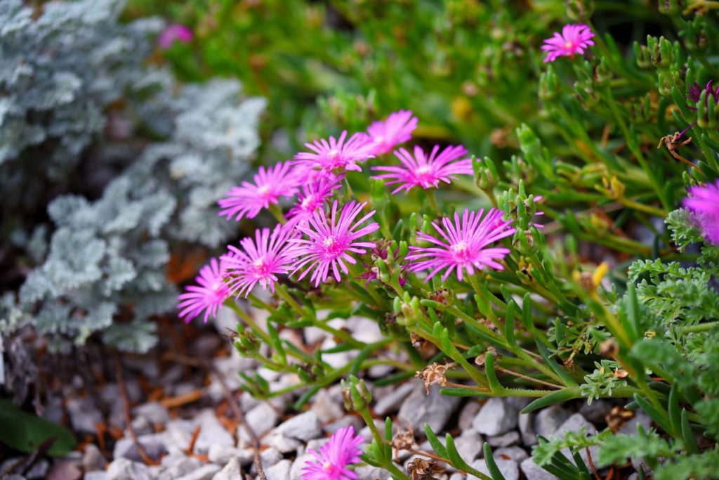 Ice Plant – Desert Horizon Nursery