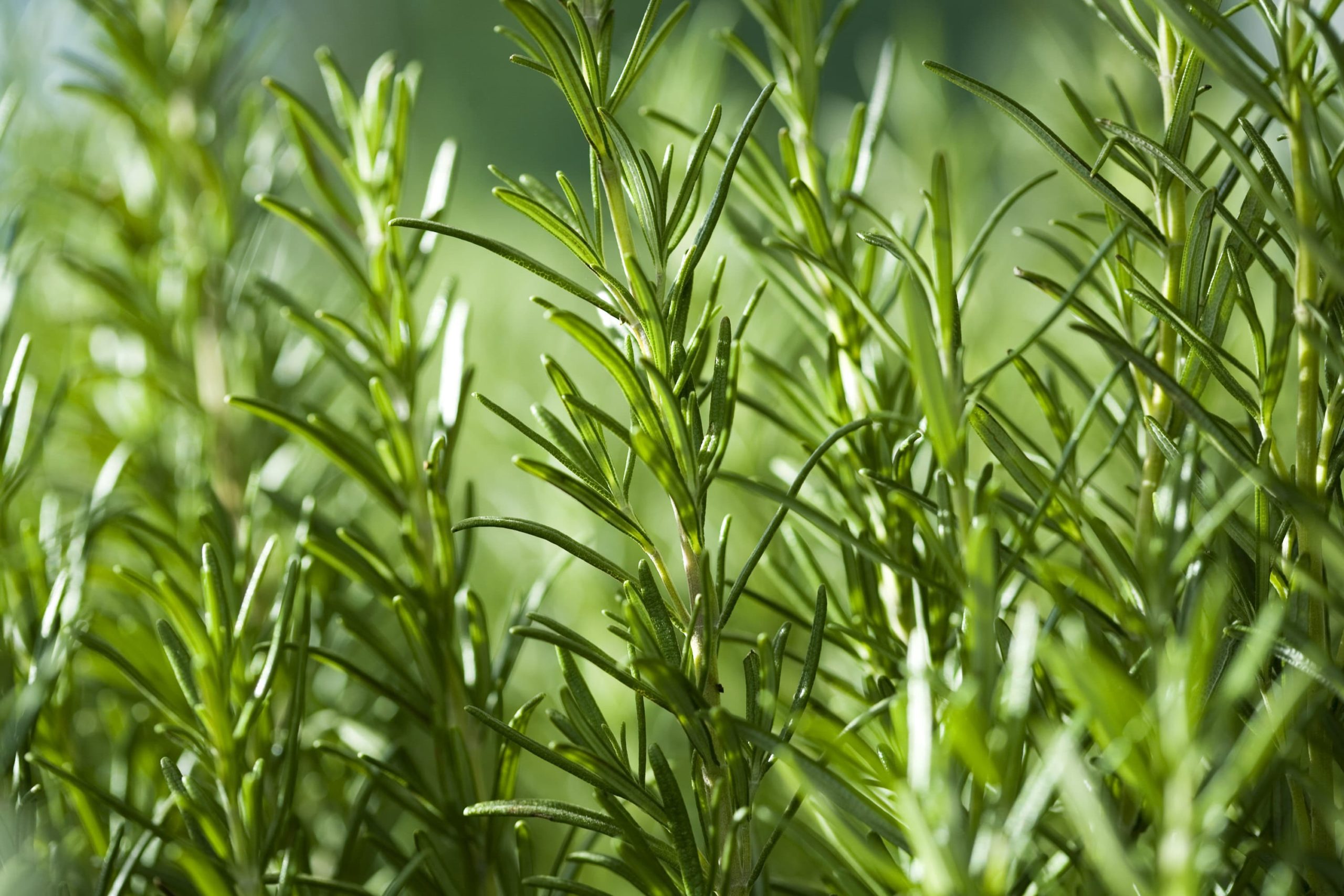 Upright Rosemary – Desert Horizon Nursery