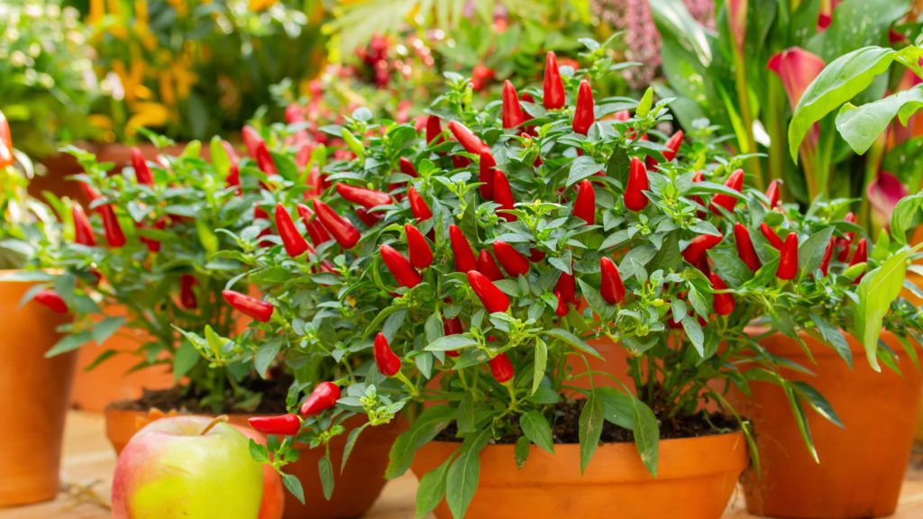 Red hot chilli pepper on a green bush in a clay pot, small fresh jalapeno peppers fresh organic whole. Potted chili peppers, bright juicy color, autumn harvest