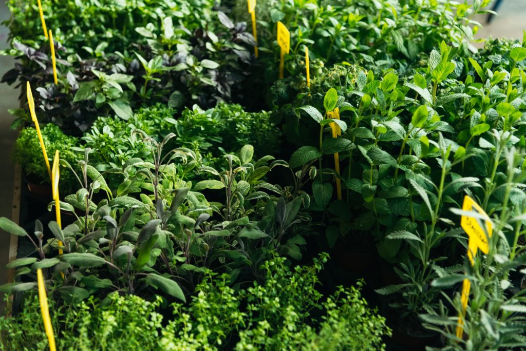 Herb plants in a pot. Home balcony garden