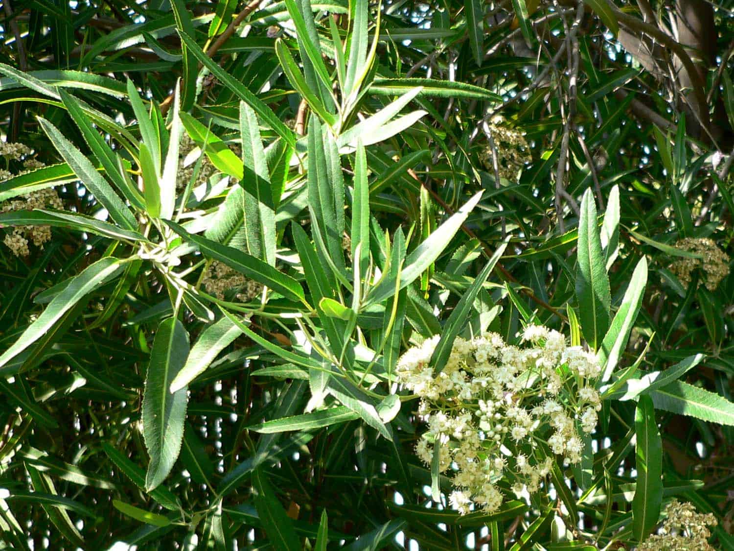 Arizona Rosewood – Desert Horizon Nursery