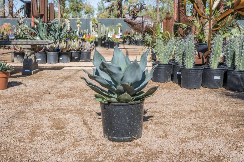 Agave Blue Flame – Desert Horizon Nursery