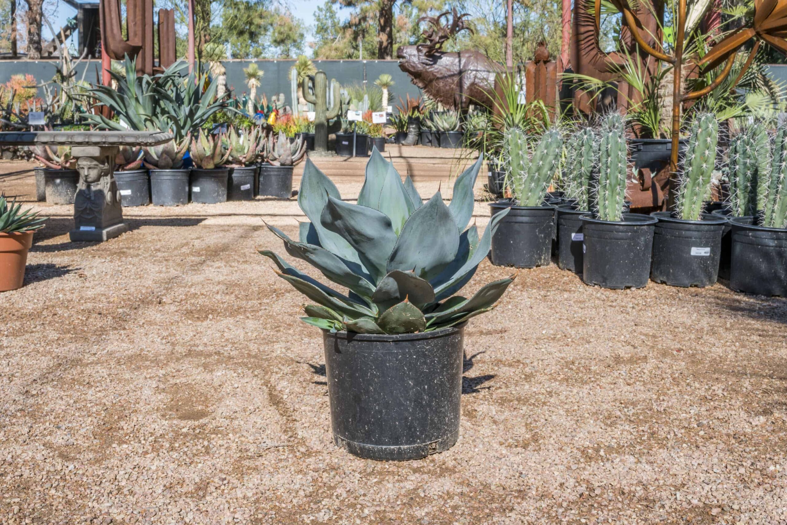 Agave Blue Flame – Desert Horizon Nursery