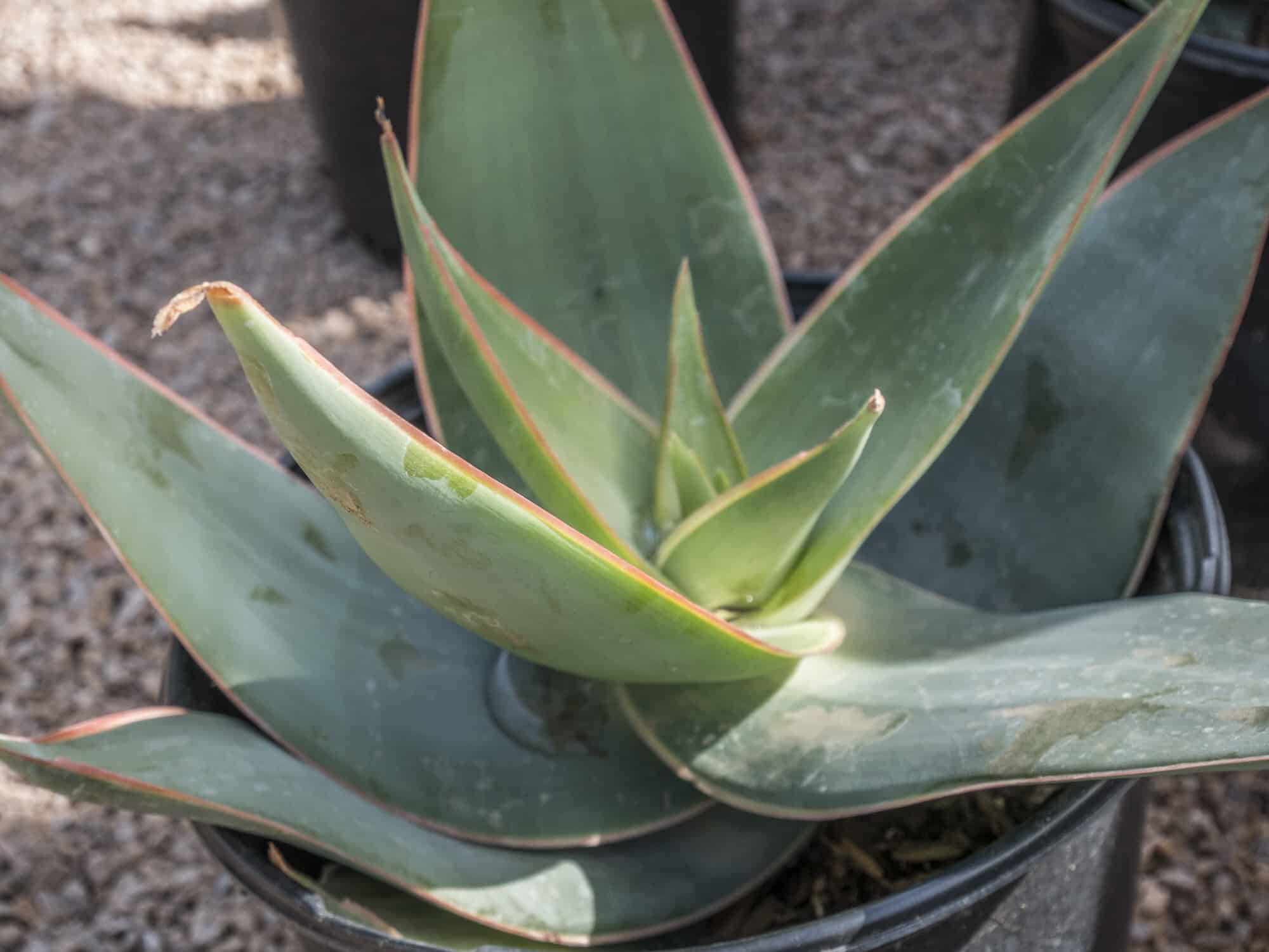 Agave Creme Brule / Creme Brulee Agave – Desert Horizon Nursery