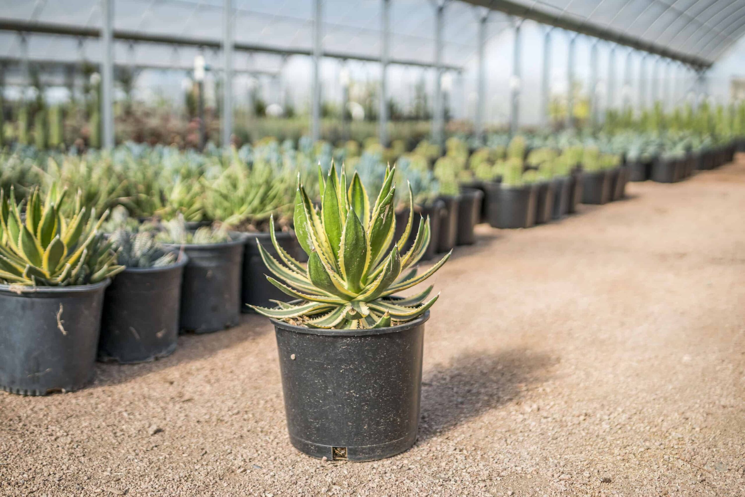 Quadricolor Agave – Desert Horizon Nursery