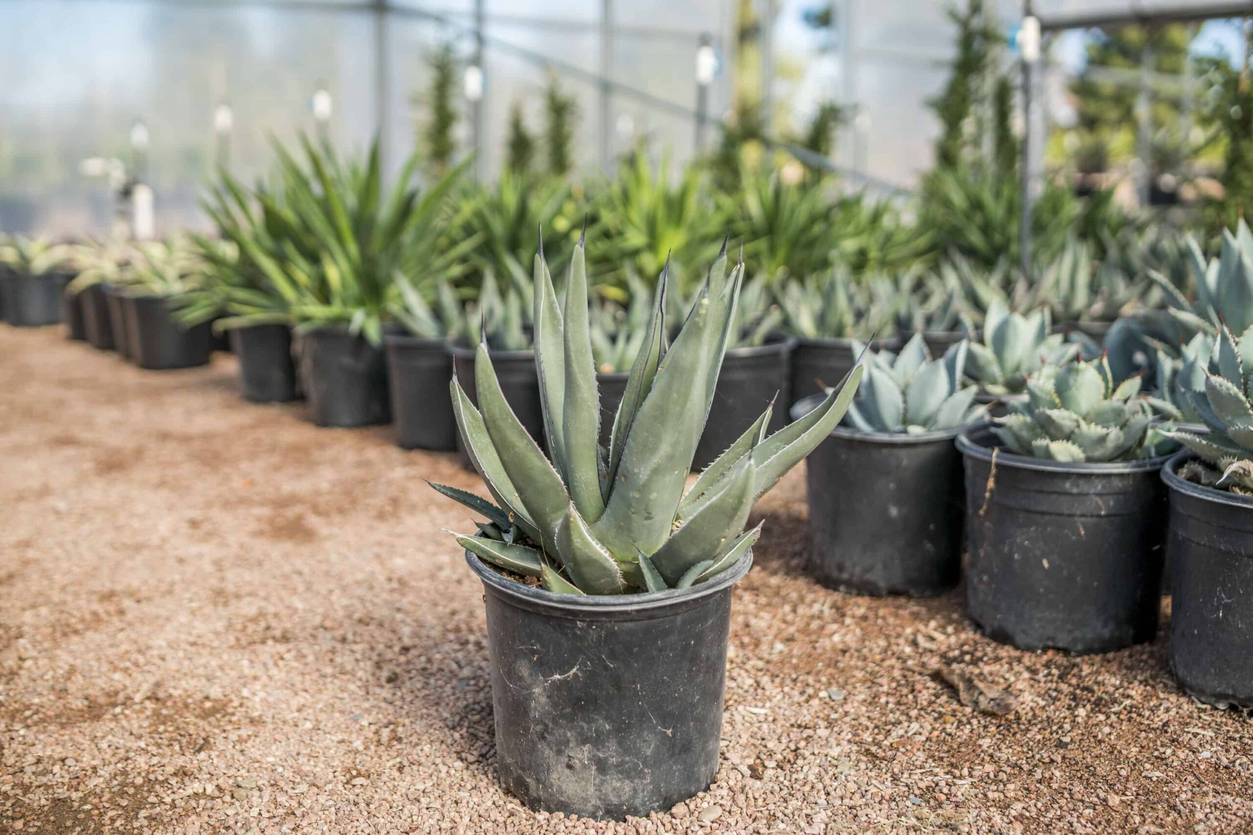 Shark Skin Agave – Desert Horizon Nursery