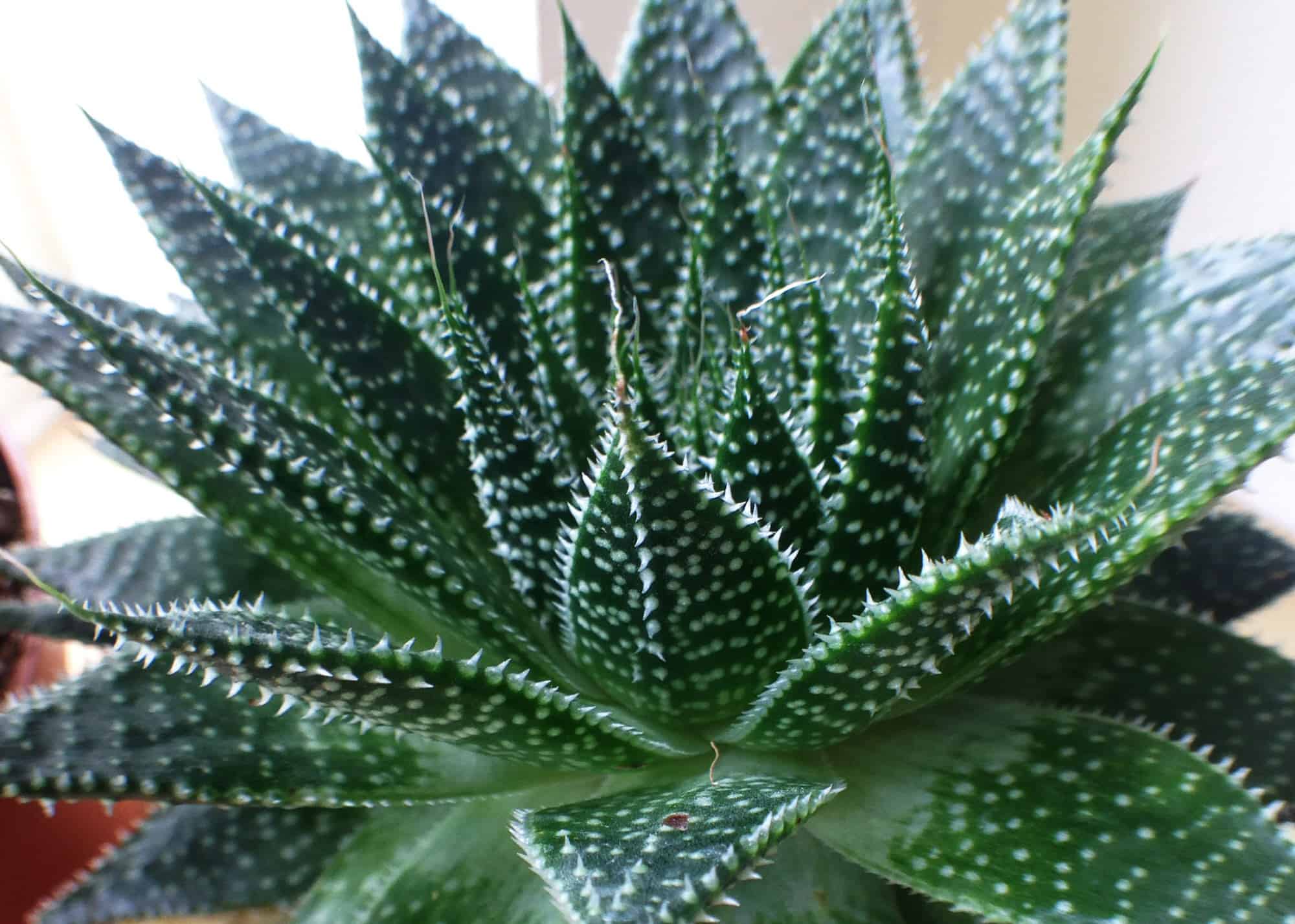 Aloe Aristata – Desert Horizon Nursery