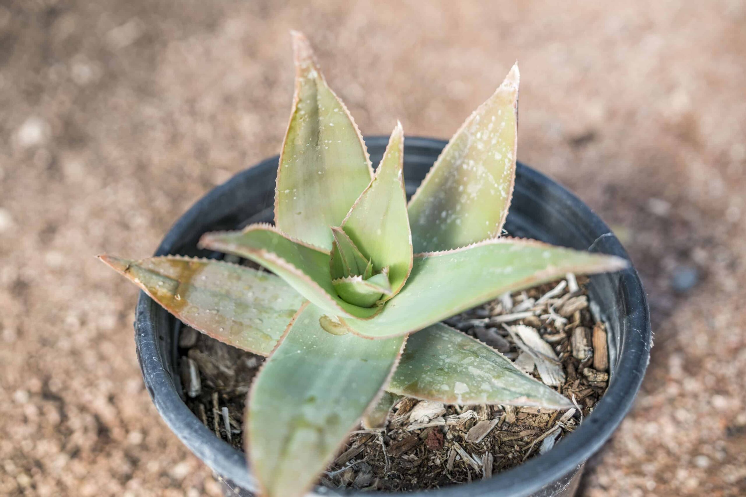 Ghost Aloe – Desert Horizon Nursery