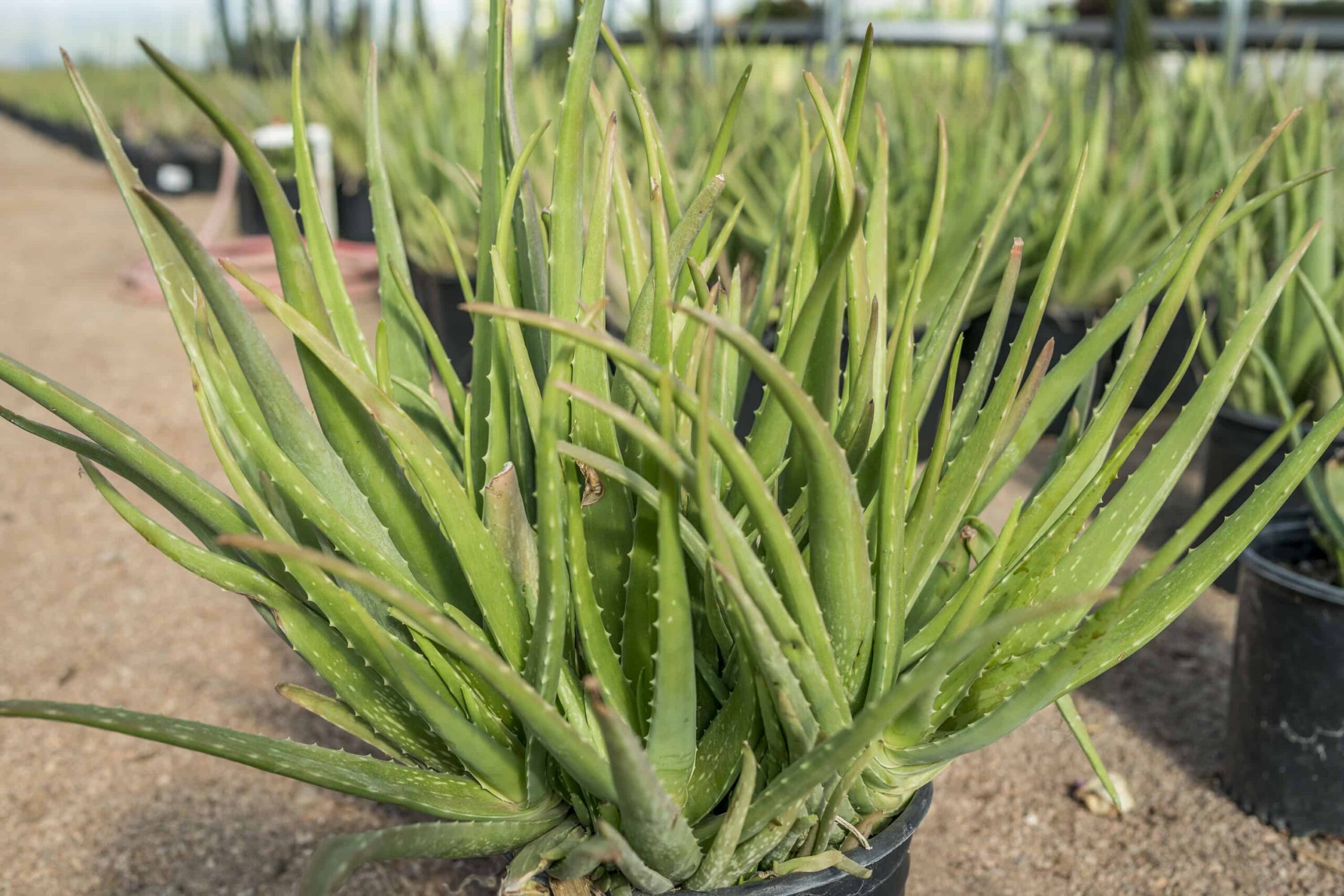 Little Gem Aloe – Desert Horizon Nursery