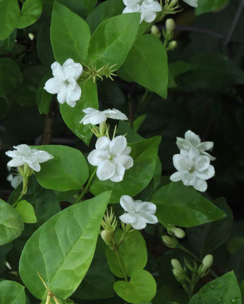 Arabian Jasmine – Desert Horizon Nursery