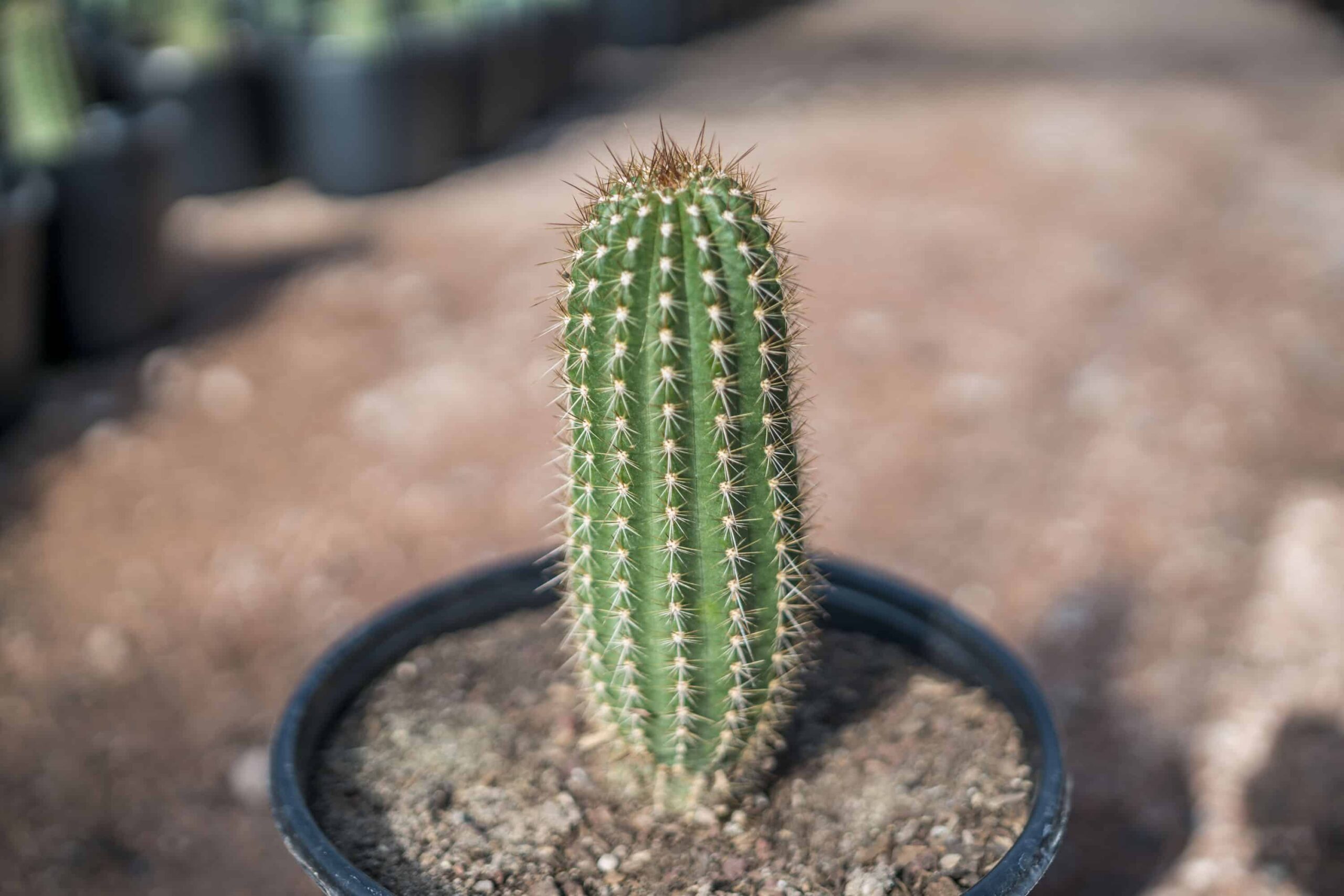 Argentine Hedgehog – Desert Horizon Nursery