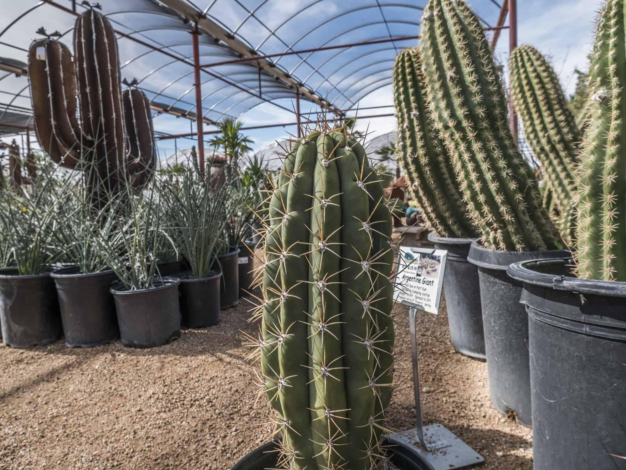 Argentine Saguaro – Desert Horizon Nursery
