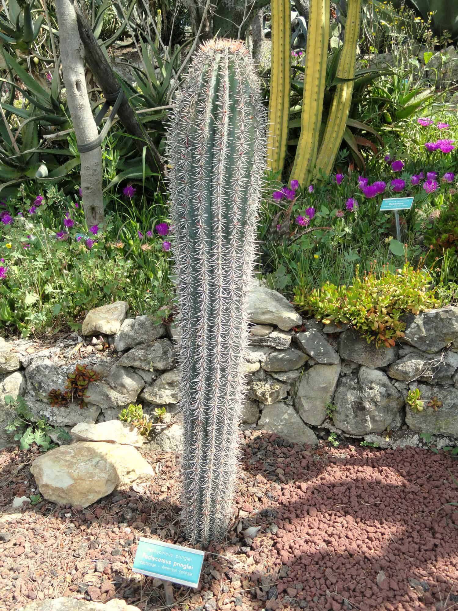 Baja Saguaro – Desert Horizon Nursery