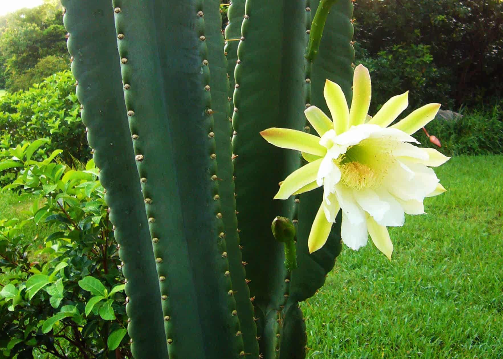 Blue Cereus – Desert Horizon Nursery