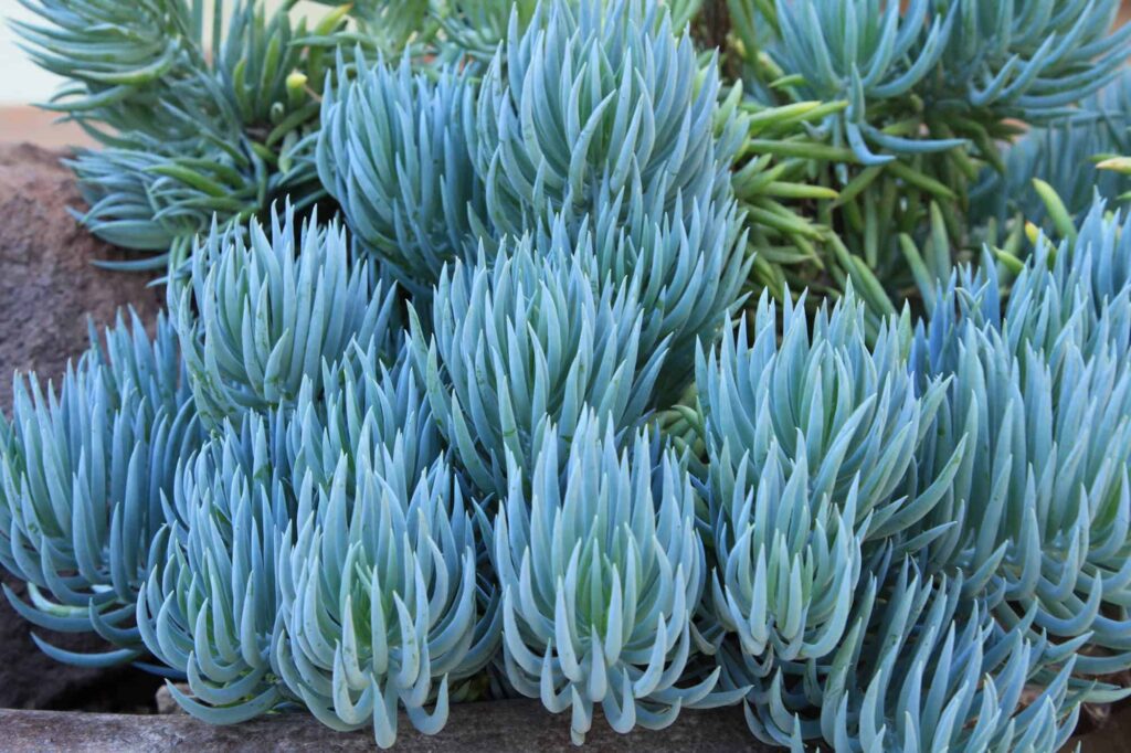 Blue Chalk – Desert Horizon Nursery