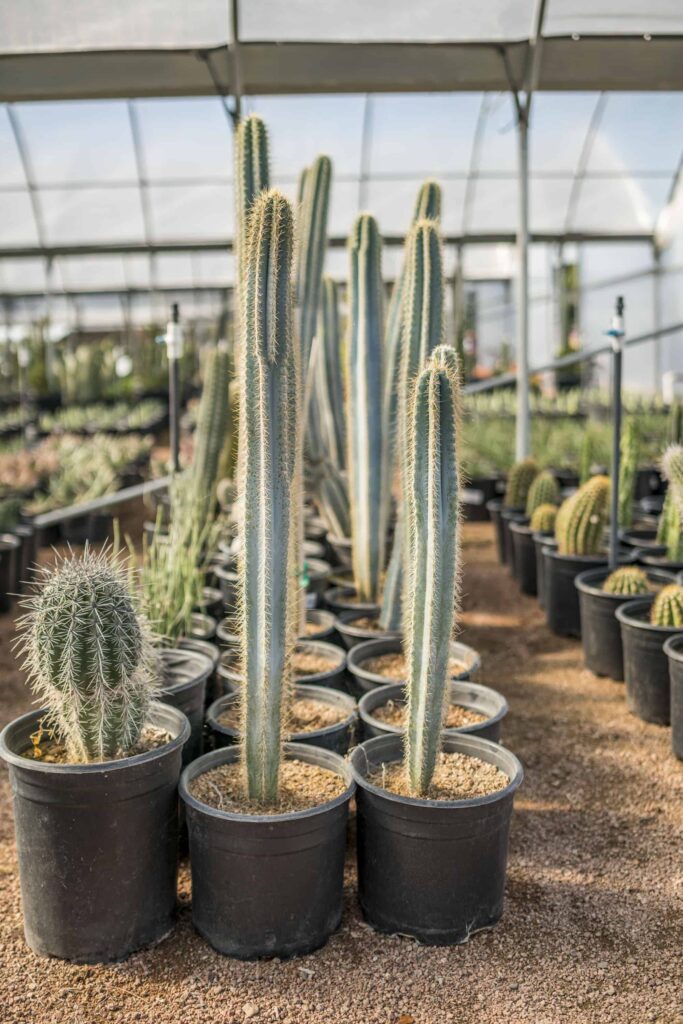 Blue Columnar Cactus – Desert Horizon Nursery