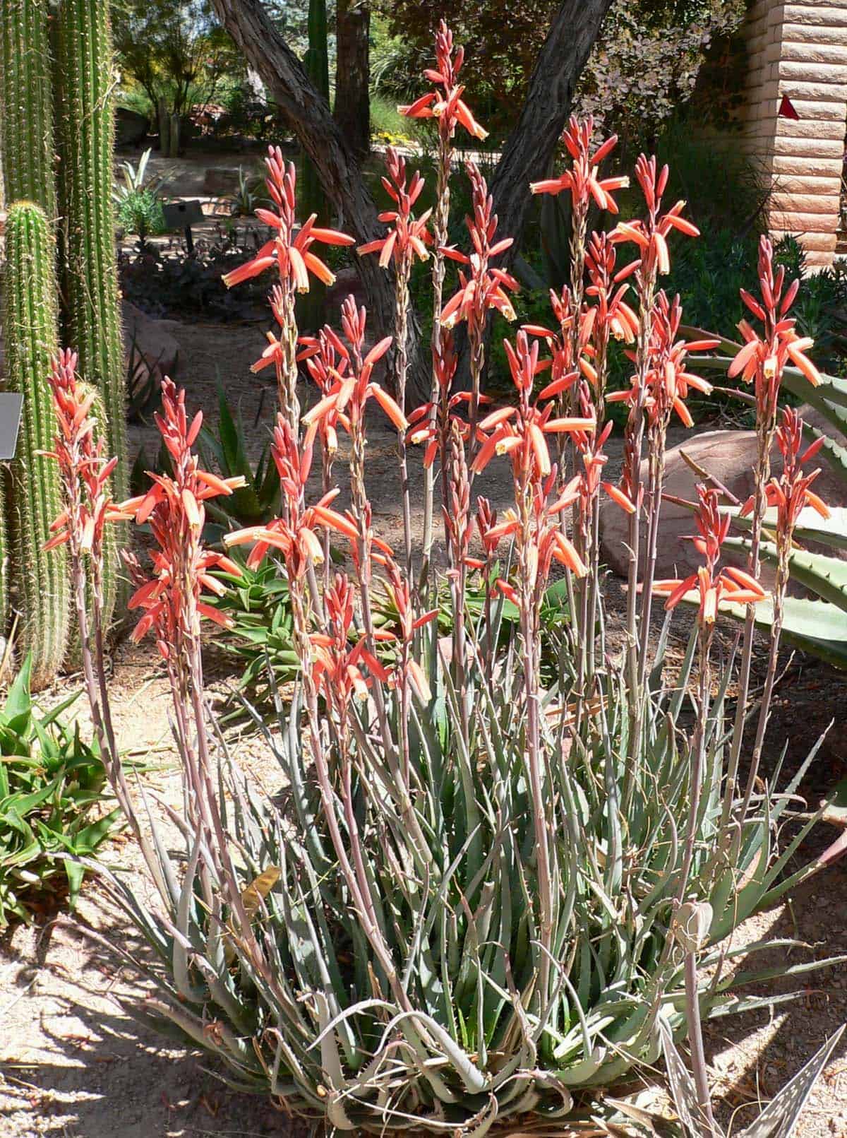 Blue Elf Aloe / Aloe ‘Blue Elf’ – Desert Horizon Nursery