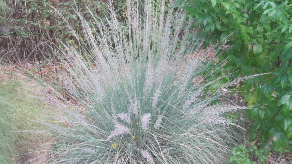 Blue Muhly Grass – Desert Horizon Nursery