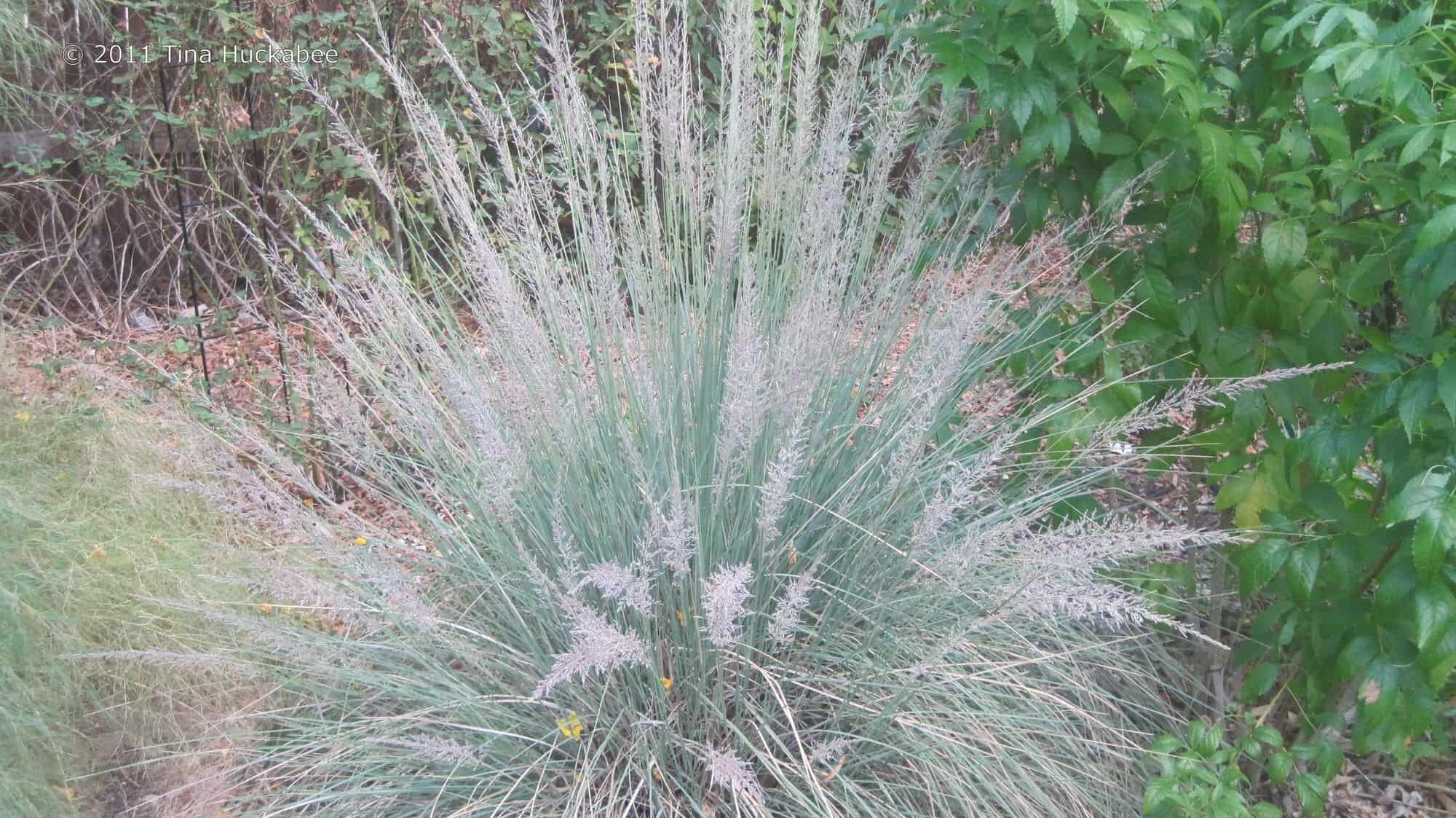Blue Muhly Grass – Desert Horizon Nursery