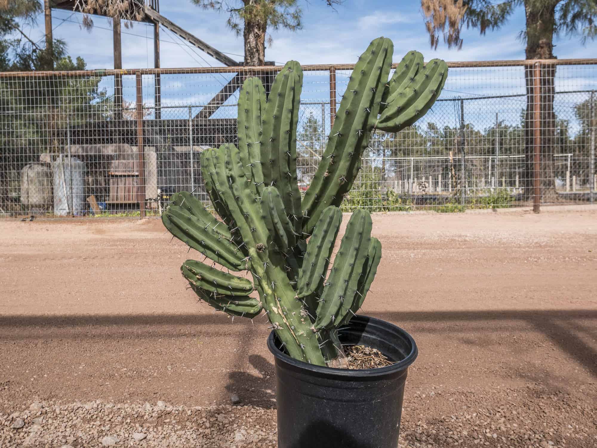 Blue Myrtle - Desert Horizon Nursery