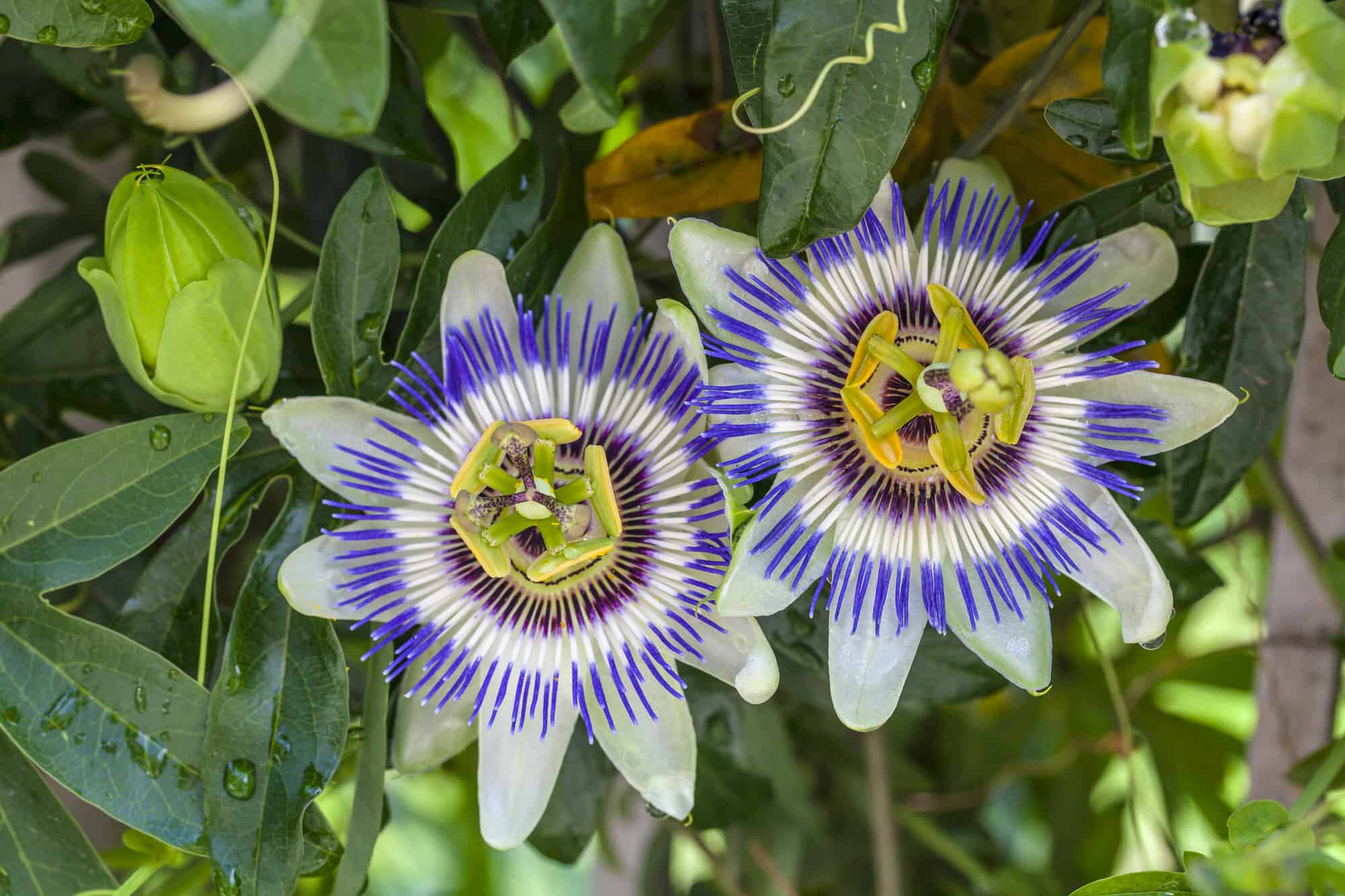 Passion Flower Vine – Desert Horizon Nursery