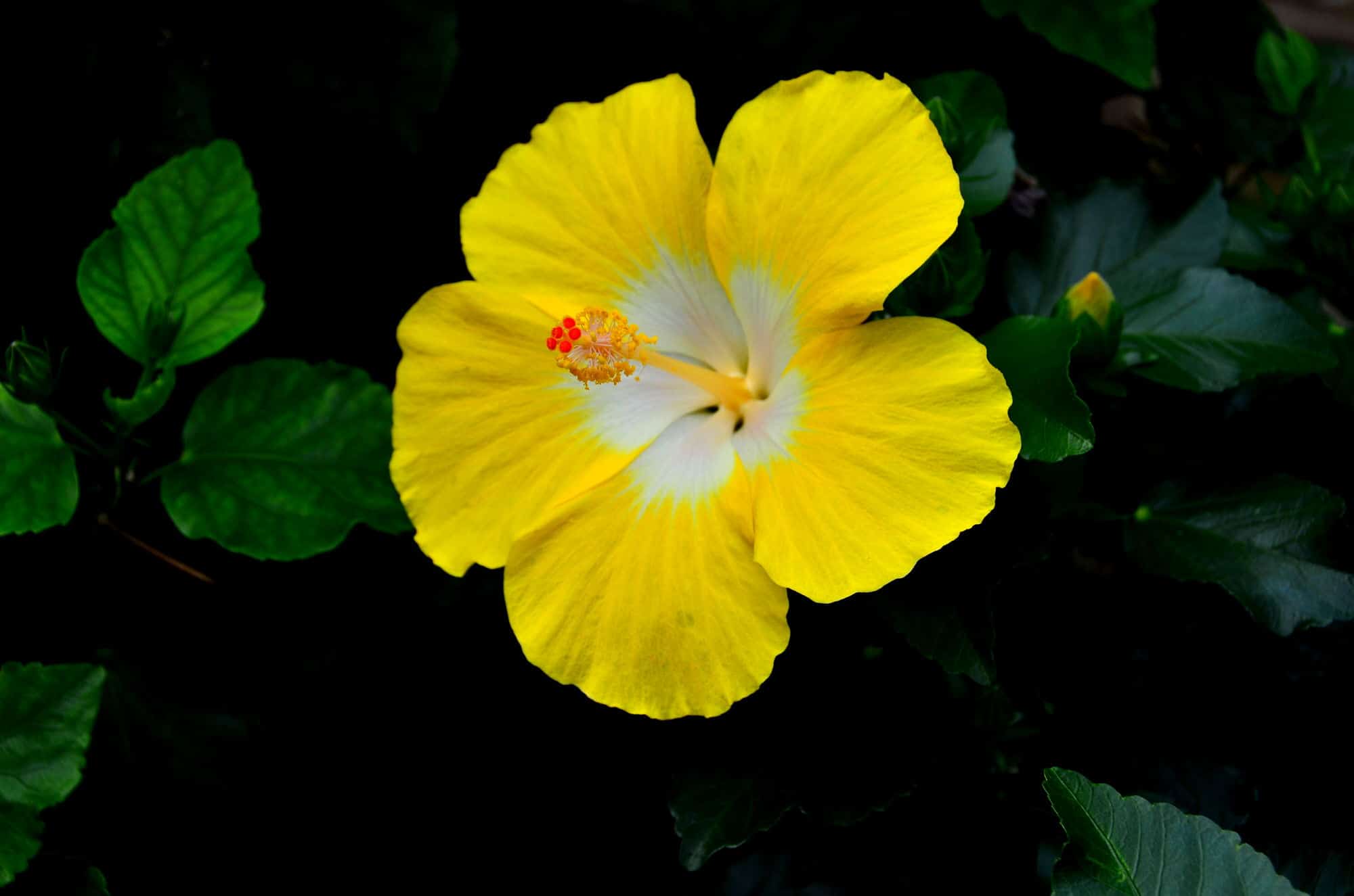 Bonaire Wind Hibiscus – Desert Horizon Nursery