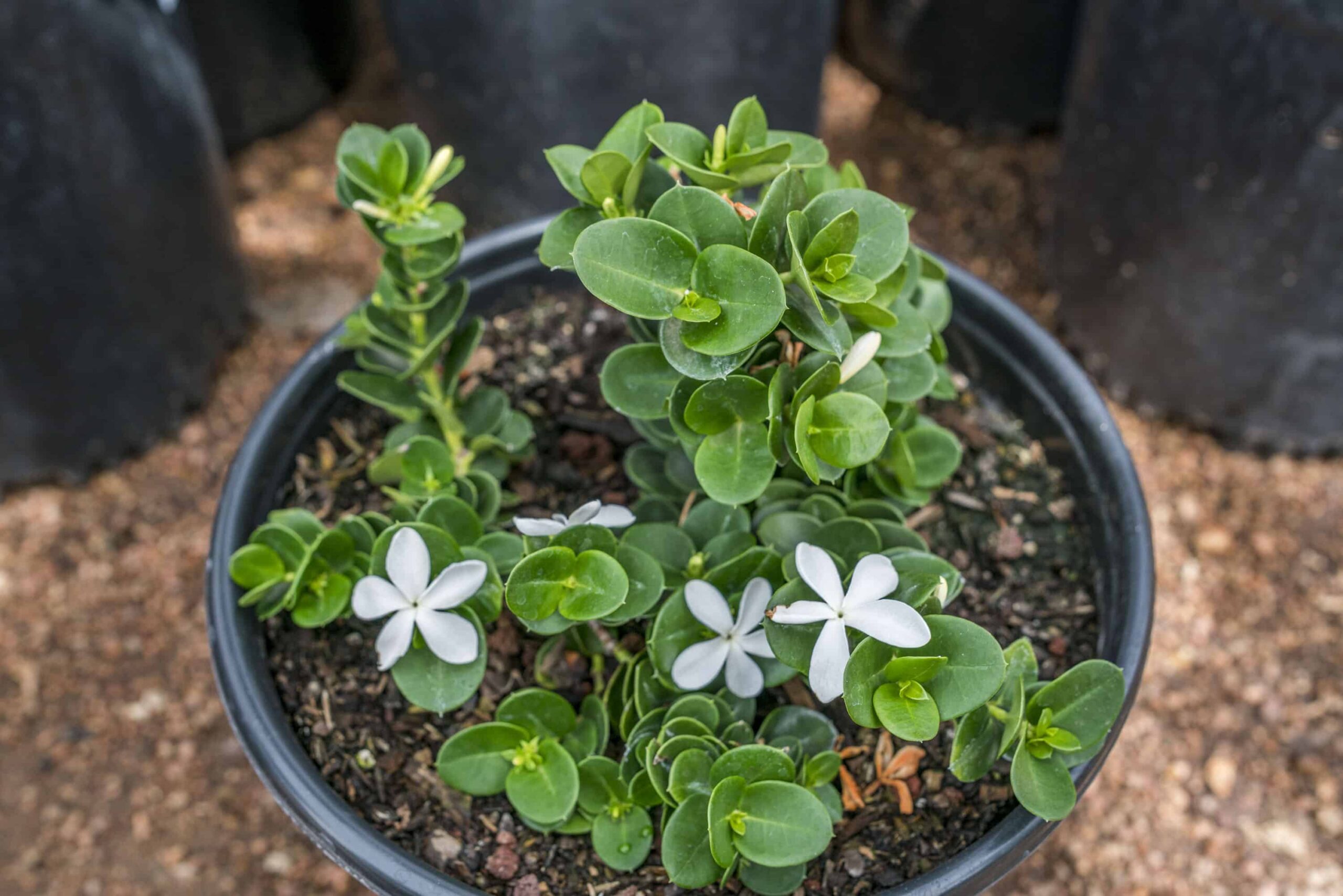 Boxwood Beauty Natal Plum – Desert Horizon Nursery