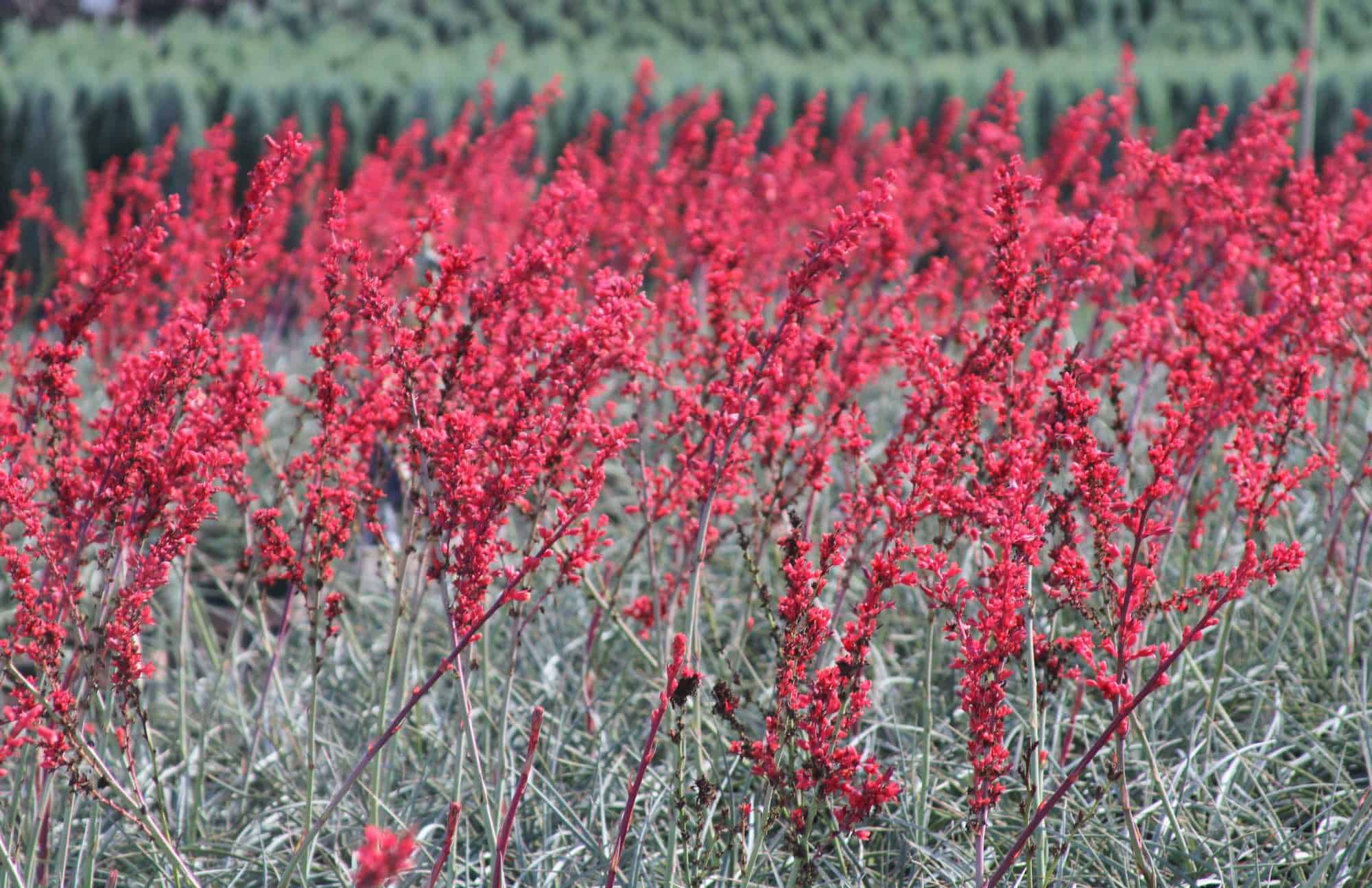 Hesperaloe Brake Lights / Brakelights Red Yucca – Desert Horizon Nursery