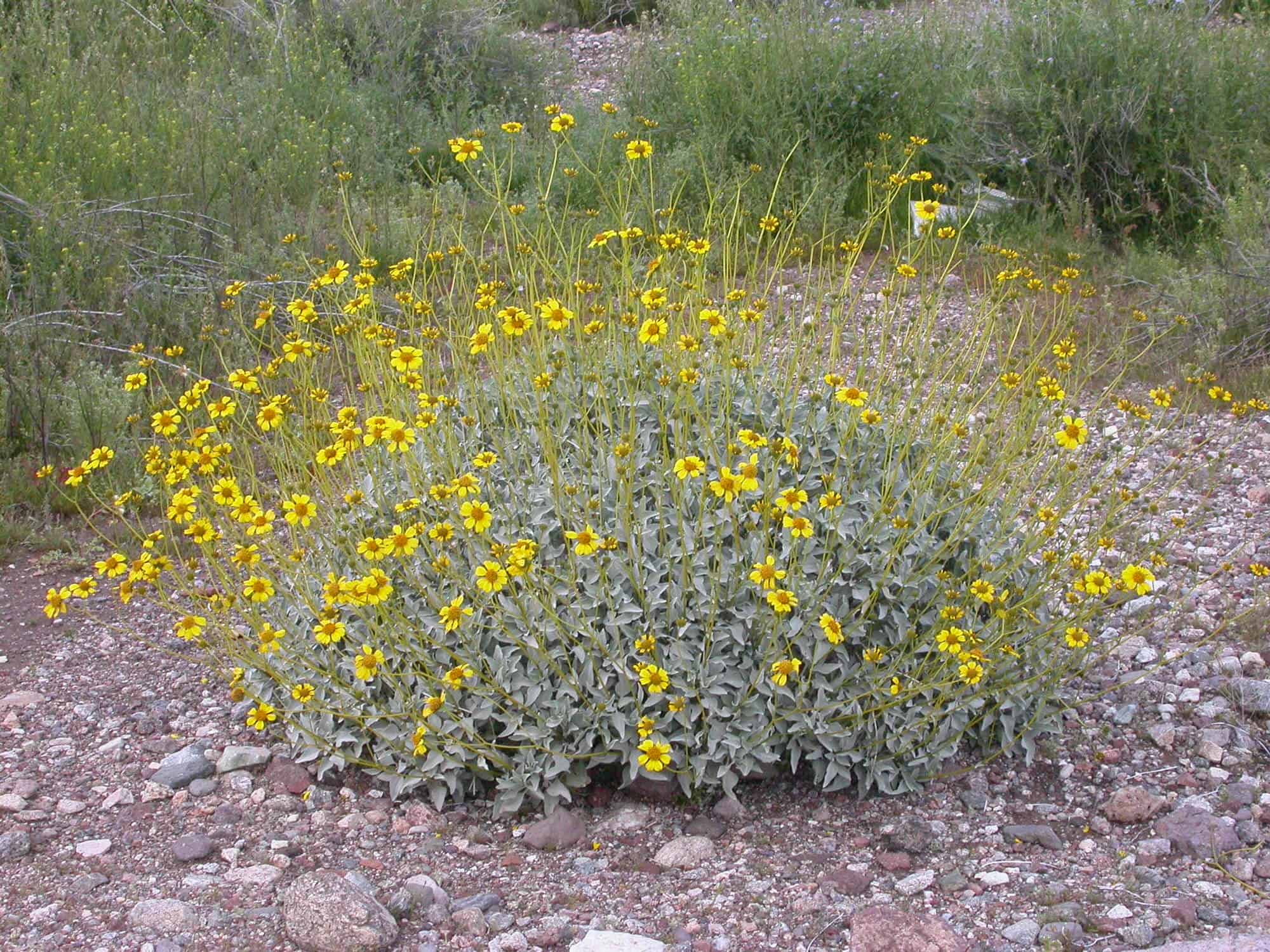 Brittlebush – Desert Horizon Nursery