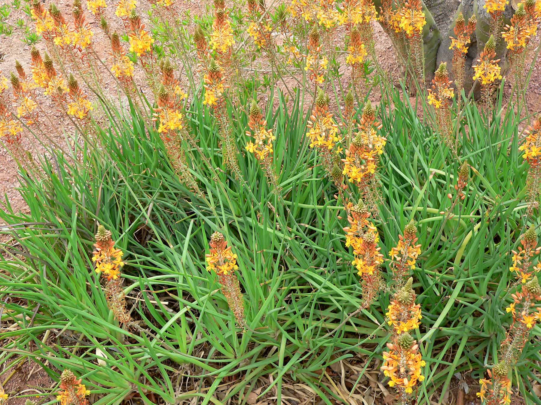 Bulbine – Desert Horizon Nursery