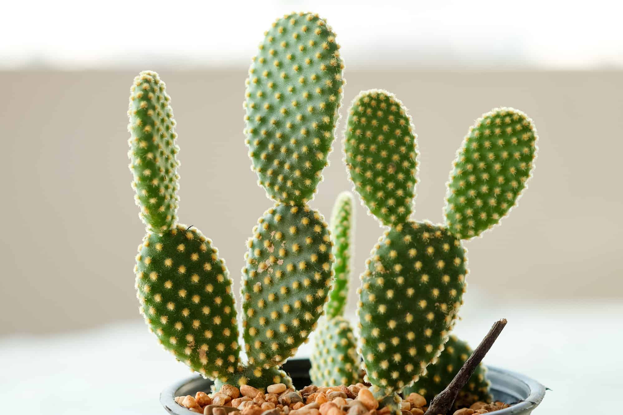 Prickly Pear Lemon Bunny Ears – Desert Horizon Nursery