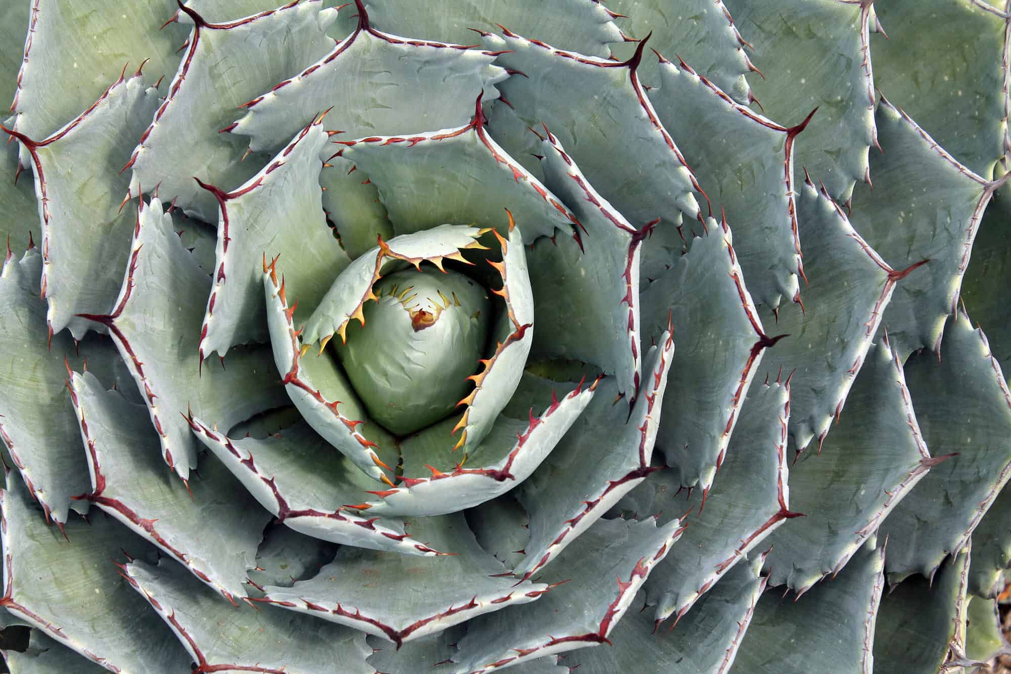 Butterfly Agave / Agave Potatorum – Desert Horizon Nursery
