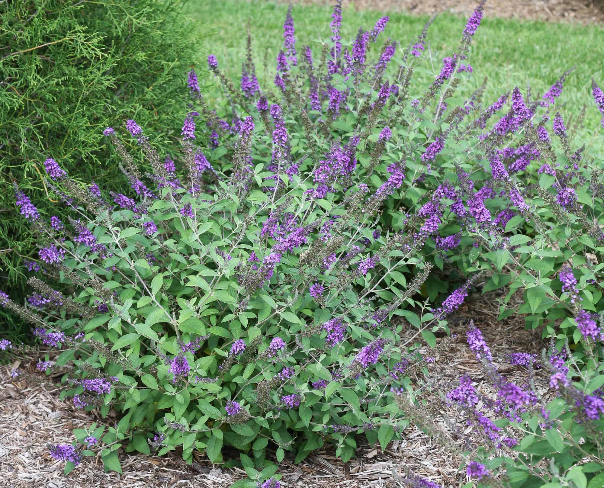 Buddleia / Butterfly Bush – Desert Horizon Nursery