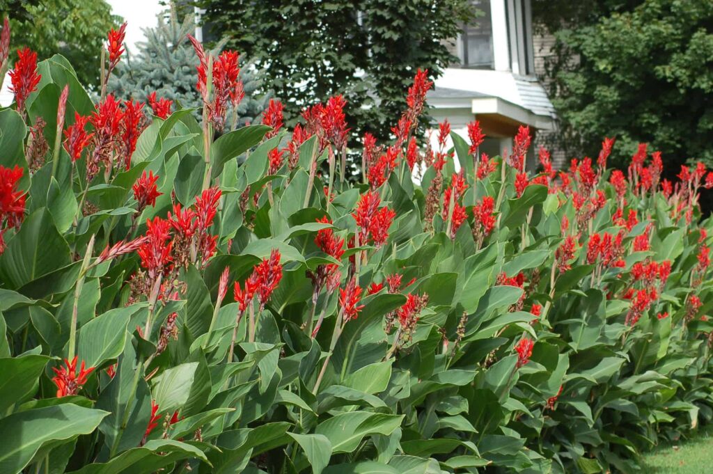 Canna Lily – Desert Horizon Nursery