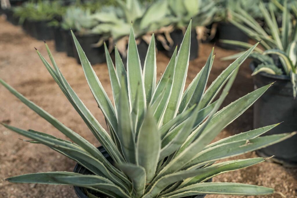 Caribbean Agave (Variegated) – Desert Horizon Nursery