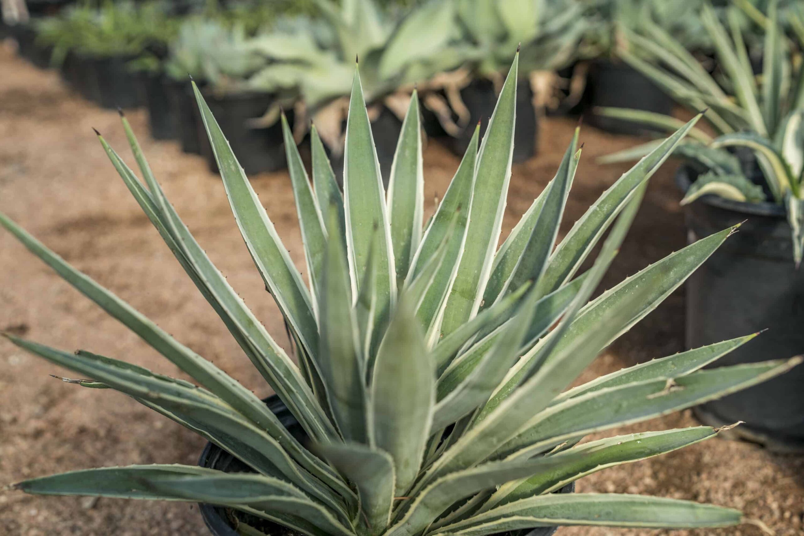 Caribbean Agave (Variegated) – Desert Horizon Nursery