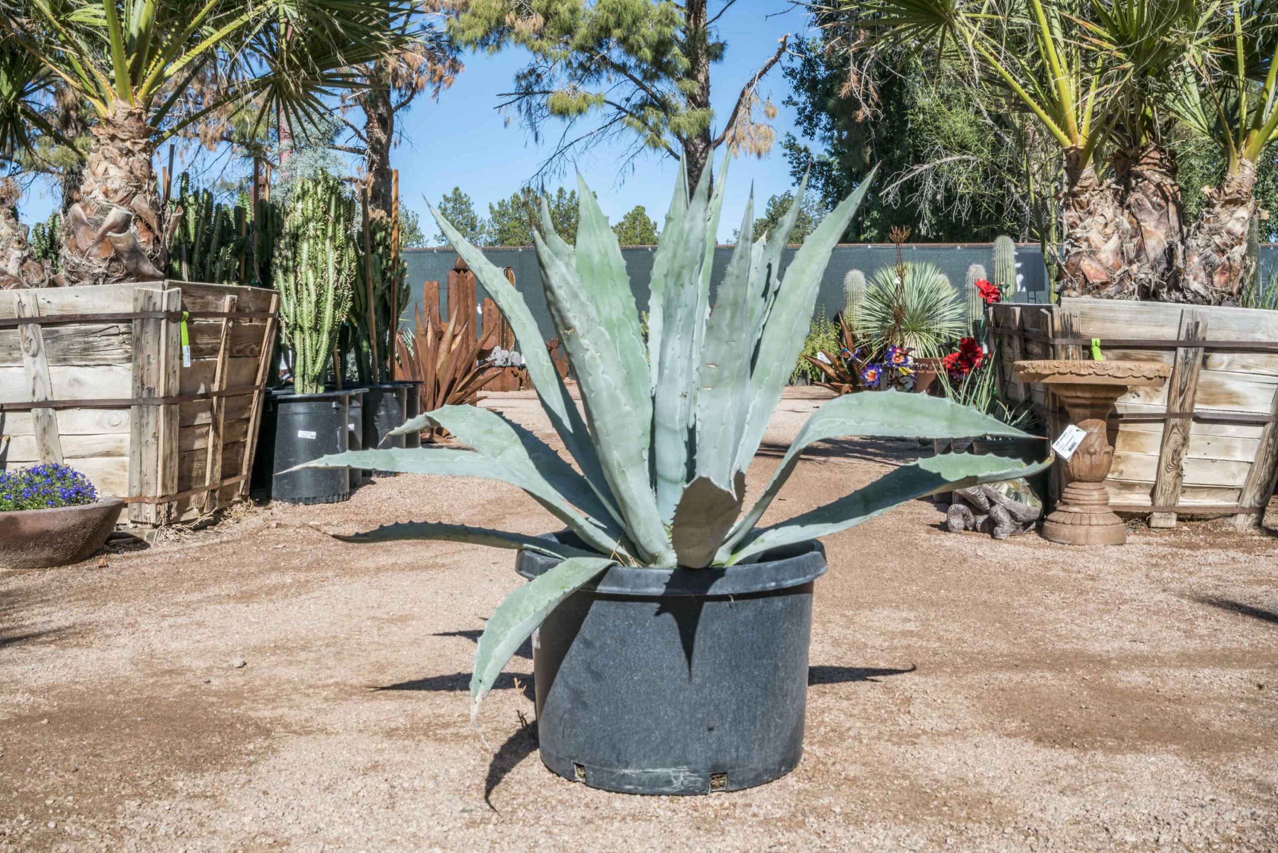 Century Plant – Desert Horizon Nursery