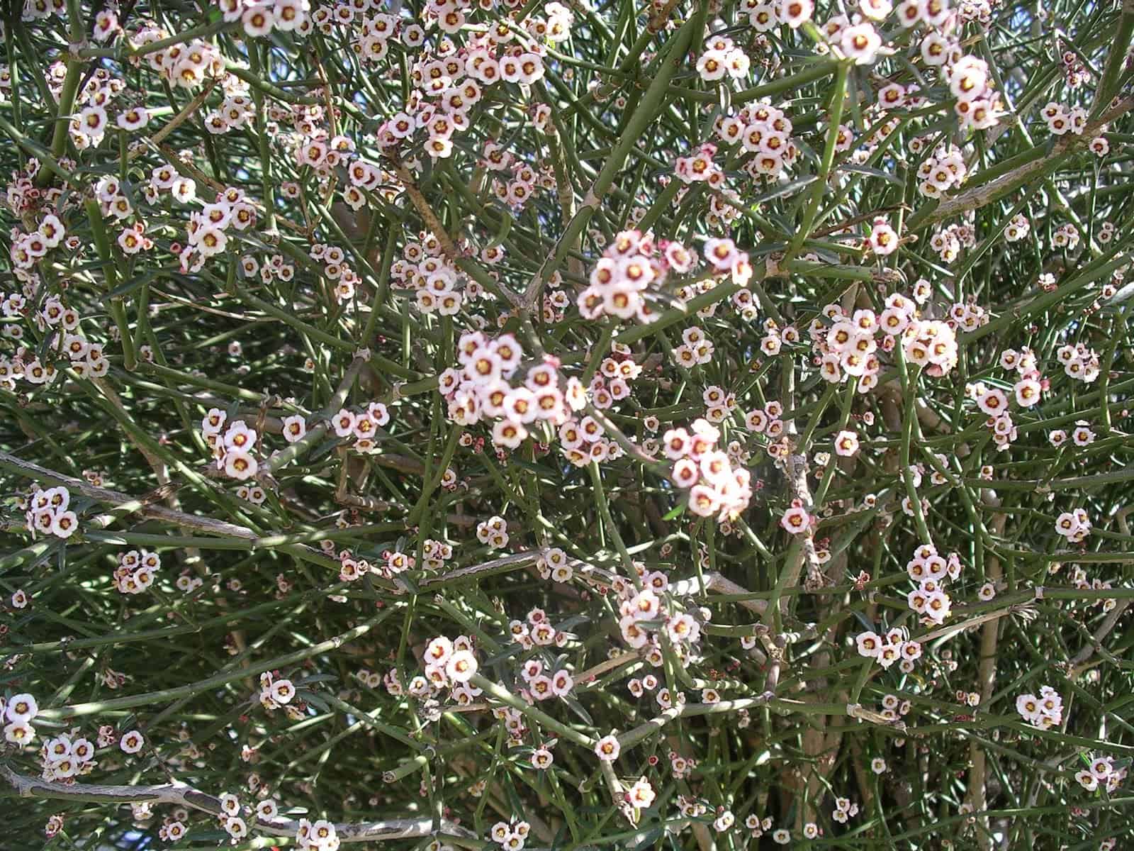 Cherry Blossom Euphorbia – Desert Horizon Nursery