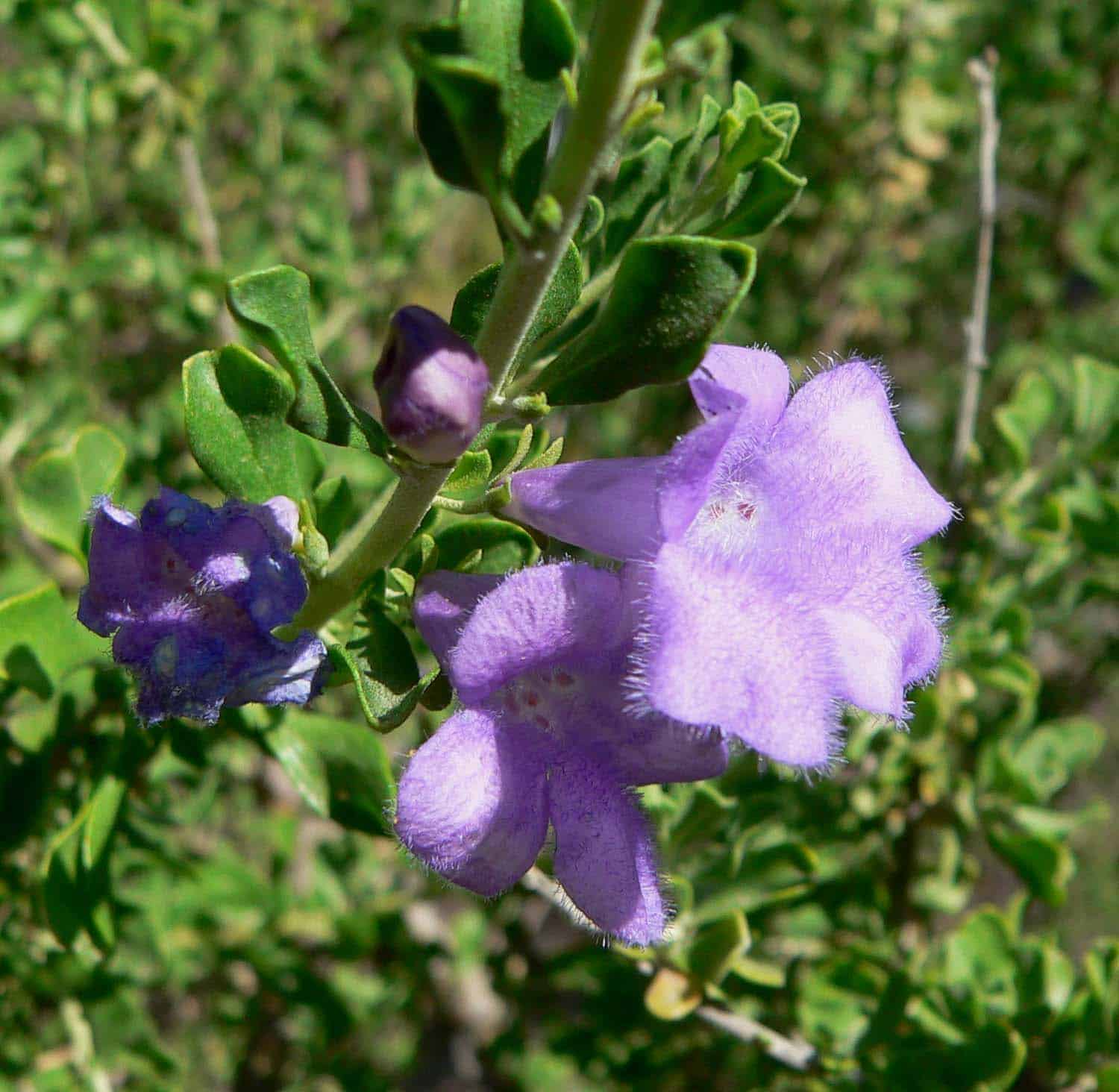 Chihuahuan Sage – Desert Horizon Nursery