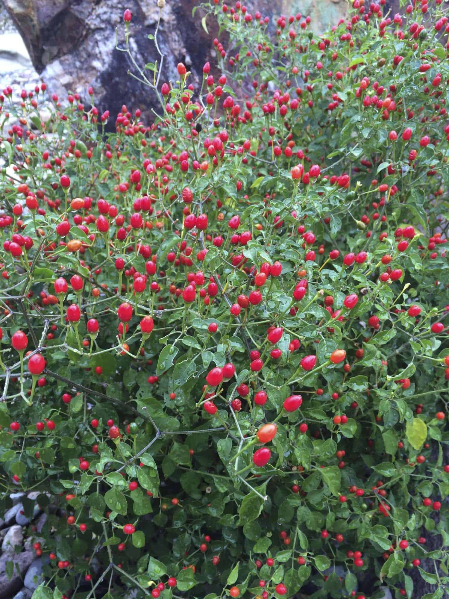 Chiltepin Pepper – Desert Horizon Nursery