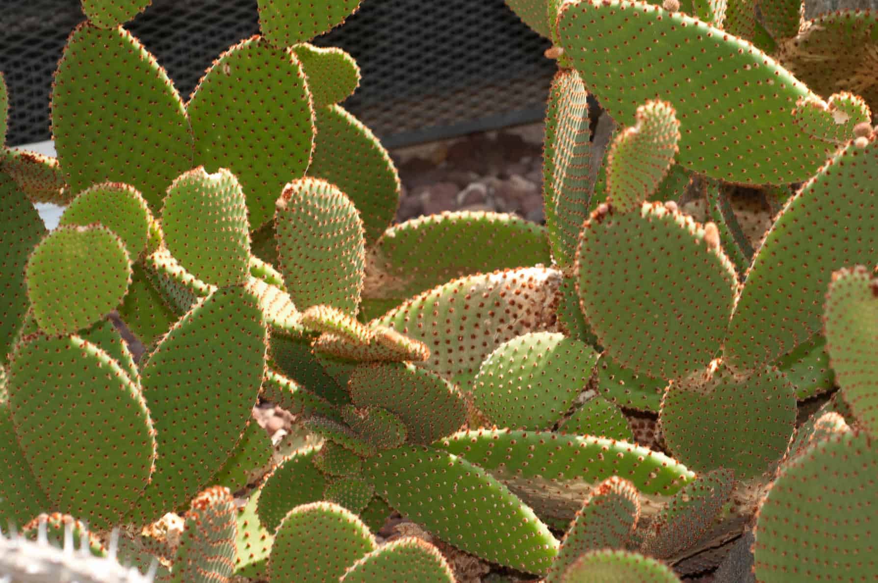 Cinnamon Bunny Ears / Prickly Pear Cinnamon Bunny Ear – Desert Horizon Nursery