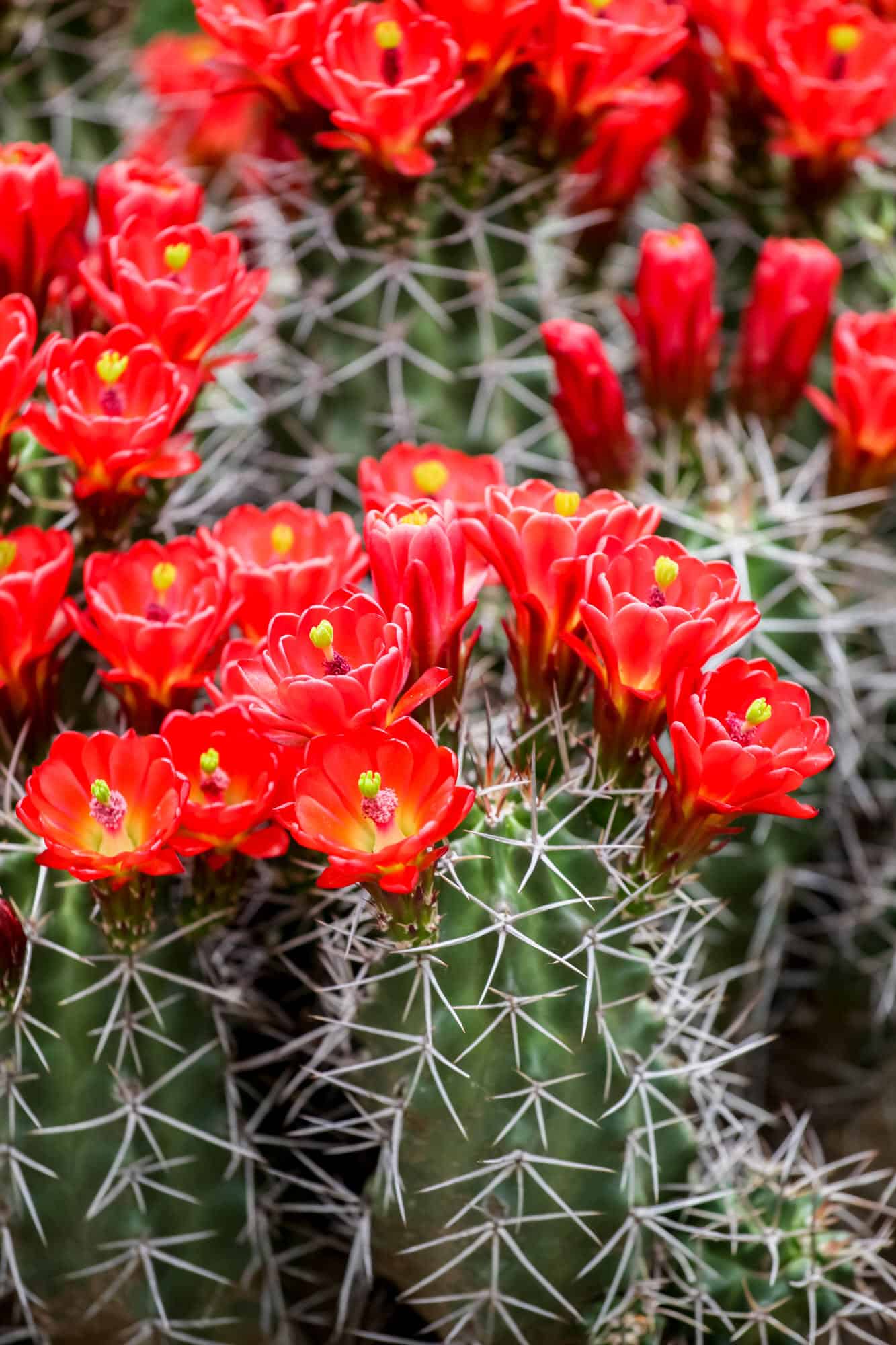 Claret Cup Hedgehog – Desert Horizon Nursery