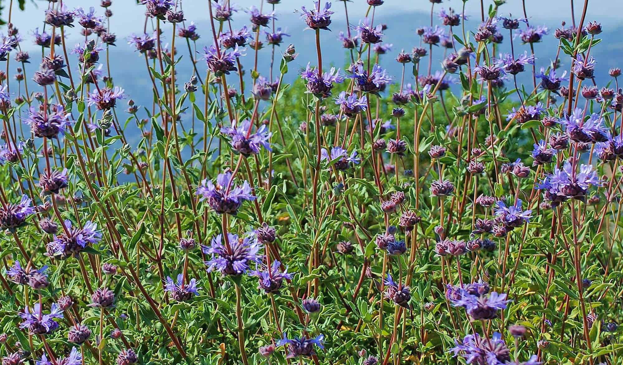 Cleveland Sage / Chaparral Sage – Desert Horizon Nursery