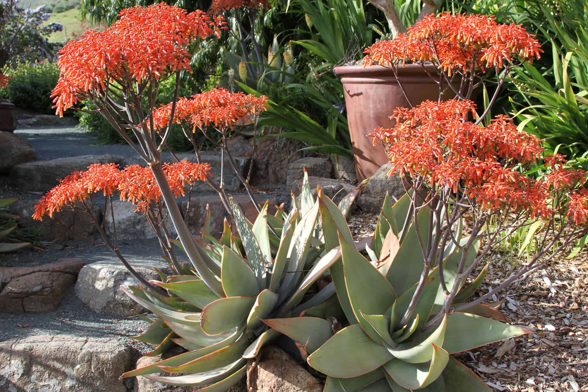 Coral Aloe – Desert Horizon Nursery