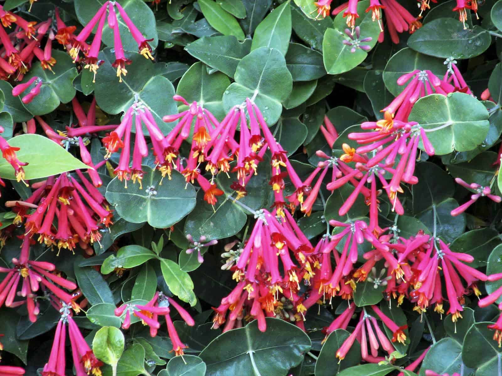 Coral Honeysuckle Vine – Desert Horizon Nursery