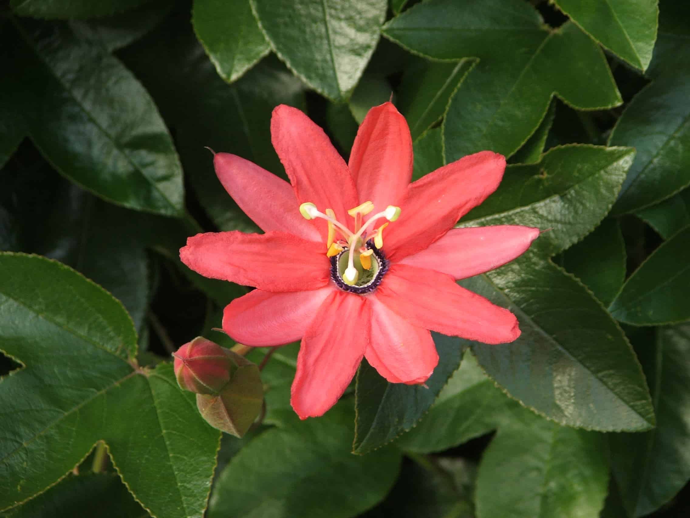Coral Passion Flower – Desert Horizon Nursery
