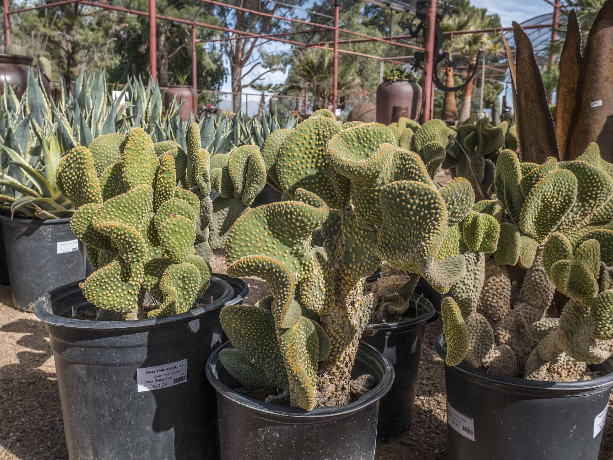Crazy Bunny Ears – Desert Horizon Nursery