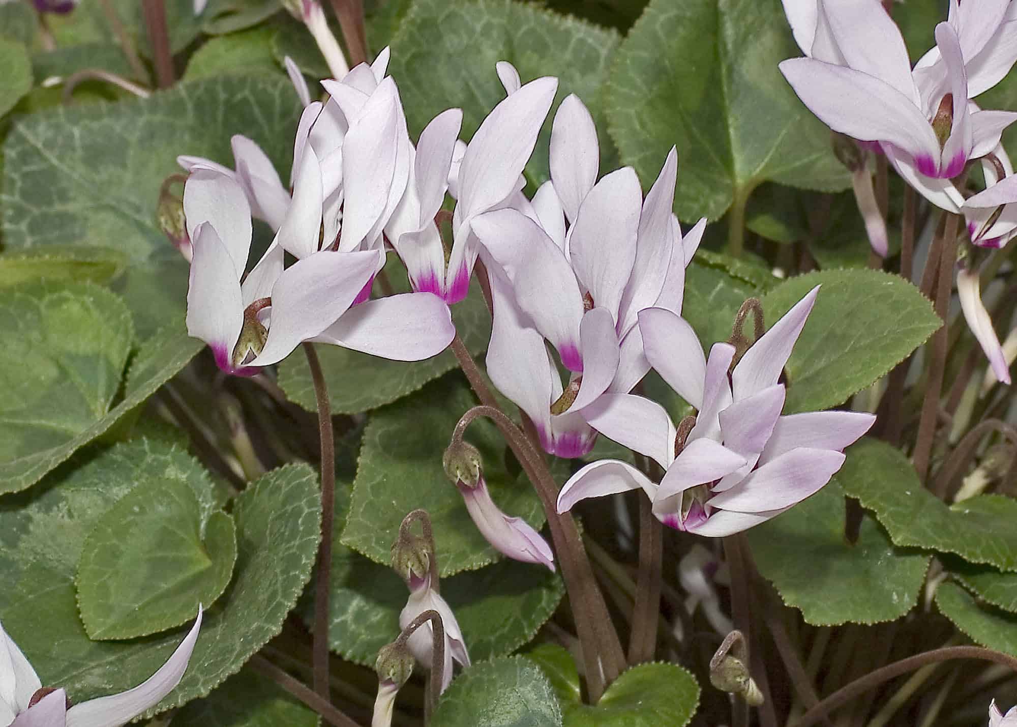 Cyclamen – Desert Horizon Nursery